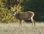 2021-10-11 Roebuck deer
