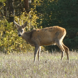 2021-10-11 Roebuck deer